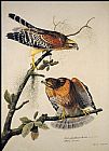John James Audubon Famous Paintings - Red-Shouldered Hawk